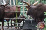 Watusi anakan sedang dijaga induknya di salah satu kandang di Kebun Binatang Surabaya (KBS), Jawa Timur, Jumat (4/3). Watusi anakan dengan bobot 25 kilogram tersebut lahir pada hari Kamis (3/3) sekitar pukul 04.30 WIB yang menambah koleksi Watusi di Kebun Binatang Surabaya. Antara Jatim/Didik Suhartono/zk/16