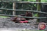 Watusi anakan sedang dijaga induknya di salah satu kandang di Kebun Binatang Surabaya (KBS), Jawa Timur, Jumat (4/3). Watusi anakan dengan bobot 25 kilogram tersebut lahir pada hari Kamis (3/3) sekitar pukul 04.30 WIB yang menambah koleksi Watusi di Kebun Binatang Surabaya. Antara Jatim/Didik Suhartono/zk/16