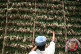 Petani menata bakal bibit Bawang Daun (Allium Fistulosum) dengan cara diangin-anginkan di Desa Siman, Kabupaten Kediri, Jawa Timur, Minggu (6/3). Petani di daerah tersebut mengalami kendala proses pembibitan karena faktor curah hujan tinggi yang mengakibatkan proses pengeringan terganggu dari normalnya hanya selama tiga hari menjadi tujuh hari. Antara Jatim/Prasetia Fauzani/zk/16