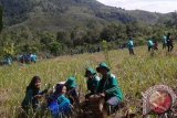 PENGHIJAUAN- Sejumlah anggota Forum Komunitas Hijau (FKH) Kota Banjarmasin, Kalimantan Selatan, terlibat dalam penghijauan massal dengan para pelajar dan masyarakat lainnya dalam aksi penanaman pohon di Taman Hutan Raya (Tahura) Sultan Adam, Mandiangin, Kabupaten Banjar. FKH menanam sekitar 300 pohon aneka tanaman di lokasi itu berlangsung Selasa dan Rabu. Antaranews Kalsel/Hasan Zainuddin