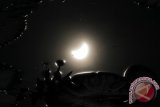 Refleksi gerhana matahari terlihat di kolam yang dipenuhi bunga teratai di Surabaya, Jawa Timur, Rabu (9/3). Fenomena alam gerhana matahari tersebut telihat sebagian (parsial) untuk di wilayah Surabaya. Antara Jatim/Didik Suhartono/zk/16
