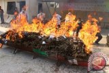 Petugas Kejaksaan bersama pejabat Muspida membakar barang bukti narkotika jenis sabu-sabu dan ganja saat pemusnahan di Kantor Kejaksaan Negeri Idi Rayeuk, Aceh Timur, Aceh, Kamis (10/3). Kejaksaan Negeri Idi memusnahkan 36,74 kilogram ganja kering dari 51 terpidana dan sabu-sabu 97,10 gram dari 71 terpidana hasil sitaan tahun 2015-2016. ANTARA FOTO/Syifa Yulinnas/foc/16.