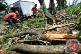 Pekerja dari Dinas Kebersihan dan Pertamanan memangkas pohon perindang di salah satu jalan utama di Kabupaten Kediri, Jawa Timur, Senin (14/3). Kegiatan yang dilakukan di sejumlah titik tersebut sebagai langkah  antisipasi robohnya pohon perindang akibat angin kencang ataupun puting beliung guna menjamin keamanan pengguna jalan. Antara Jatim/Prasetia Fauzani/zk/16