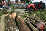 Pekerja dari Dinas Kebersihan dan Pertamanan memangkas pohon perindang di salah satu jalan utama di Kabupaten Kediri, Jawa Timur, Senin (14/3). Kegiatan yang dilakukan di sejumlah titik tersebut sebagai langkah  antisipasi robohnya pohon perindang akibat angin kencang ataupun puting beliung guna menjamin keamanan pengguna jalan. Antara Jatim/Prasetia Fauzani/zk/16