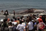 Sejumlah warga berupaya menarik bangkai ikan paus yang terdampar di Pantai Batu Tumpeng, Klungkung, Bali, Senin (14/3). Mamalia laut jenis Paus Sperma sepanjang 16,20 meter tersebut diperkirakan mati akibat terjebak di perairan lebih dangkal saat bermigrasi di Samudera Indonesia. ANTARA FOTO/Nyoman Budhiana/i018/2016.