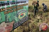 Petani dibantu anggota Babinsa Koramil Baitussalam memanen padi hasil uji coba penggunaan pupuk organik 'agrodyke' di Desa Limpok, Aceh Besar, Aceh, Senin (14/3). Uji coba penggunaan pupuk organik agrodyke oleh kelompok tani Udep Beusare mampu meningkatkan hasil produksi hingga 40 persen dan bebas penggunaan pupuk kimia serta ramah lingkungan. ANTARA FOTO/Irwansyah Putra/nz/16.