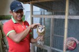 Buhori (46) petani dan seorang pemelihara burung hantu (Tyto alba) di Desa Dukuh Dempok, Wuluhan, Jember, Jawa Timur, Rabu (16/1). Pemeliharaan dan karantina burung hantu tersebut untuk mengendalikan hama tikus dilahan pertaniannya, yaitu satu rumah burung hantu yang diisi satu ekor burung diletakkan di areal pertanian bisa menjangkau lahan pertanian dengan radius 5 Ha, dan bisa menyergap dan mematikan hama tikus 50 - 100 ekor per malam.
Antara Jatim/Seno/zk/16.