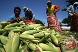 Pekerja mengemas Jagung Manis ke dalam karung untuk dikirim ke Surabaya usai dipetik di area persawahan Desa Jambu, Kabupaten Kediri, Jawa Timur, Rabu (16/3). Jagung yang diperuntukkan sebagai sayuran dan Jagung Bakar tersebut sepekan terakhir mengalami kenaikan harga di tingkat petani dari sebelumnya Rp2.100 per kg menjadi Rp2.600 per kg akibat minimnya stok di pasaran. Antara Jatim/Prasetia Fauzani/zk/16