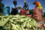 Pekerja mengemas Jagung Manis ke dalam karung untuk dikirim ke Surabaya usai dipetik di area persawahan Desa Jambu, Kabupaten Kediri, Jawa Timur, Rabu (16/3). Jagung yang diperuntukkan sebagai sayuran dan Jagung Bakar tersebut sepekan terakhir mengalami kenaikan harga di tingkat petani dari sebelumnya Rp2.100 per kg menjadi Rp2.600 per kg akibat minimnya stok di pasaran. Antara Jatim/Prasetia Fauzani/zk/16