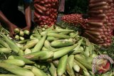 Pekerja mengemas Jagung Manis ke dalam karung untuk dikirim ke Surabaya usai dipetik di area persawahan Desa Jambu, Kabupaten Kediri, Jawa Timur, Rabu (16/3). Jagung yang diperuntukkan sebagai sayuran dan Jagung Bakar tersebut sepekan terakhir mengalami kenaikan harga di tingkat petani dari sebelumnya Rp2.100 per kg menjadi Rp2.600 per kg akibat minimnya stok di pasaran. Antara Jatim/Prasetia Fauzani/zk/16