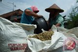 Petani memasukan bulir padi saat panen di Jombang, Jawa Timur, Kamis (17/3). Menjelang panen raya, harga gabah kering panen (GKP) ditingkat petani saat ini jauh dibawah harga pembelian pemerintah (HPP) sekitar Rp 2800 per Kg - Rp 3000 per Kg sedangkan HPP untuk GKP sebesar Rp 3.700 per Kg. Antara Jatim/Syaiful Arif/zk/16