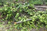 Kades Pulau Pahawang Lapor Bupati Soal Penebangan Mangrove