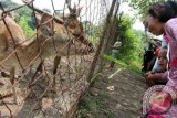 Pengunjung memberi pakan rumput ke sejumlah rusa tutul (axis axis) di pusat penangkaran rusa di kawasan hutan Maliran, Blitar, Jawa Timur, Minggu (20/3). Pengembangan kawasan in-situ penangkaran rusa tutul bertujuan sebagai pusat pembiakan (breeding) hewan langka dilindungi tersebut sekaligus wahana wisata konservasi satwa dan lingkungan dengan biaya murah.  Antara Jatim/Destyan Sujarwoko/zk/16