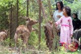 Pengunjung memberi pakan rumput ke sejumlah rusa tutul (axis axis) di pusat penangkaran rusa di kawasan hutan Maliran, Blitar, Jawa Timur, Minggu (20/3). Pengembangan kawasan in-situ penangkaran rusa tutul bertujuan sebagai pusat pembiakan (breeding) hewan langka dilindungi tersebut sekaligus wahana wisata konservasi satwa dan lingkungan dengan biaya murah.  Antara Jatim/Destyan Sujarwoko/zk/16