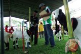 Juri memberi penilaian kontes peranakan etawa kaligesing di Jombang, Jawa Timur, Minggu (20/3). Kontes kambing etawa yang diselenggarakan Kodim 0814 Jombang itu diikuti 273 peserta dari Jawa Timur, Jawa Tengah dan Jawa Barat. Dengan adanya kontes seperti ini, para peternak bisa saling silaturahmi dan saling belajar untuk mengembangkan kambing peranakan etawa unggulan. Antara Jatim/Syaiful Arif/zk/16