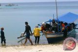 Pesona Pulau Pahawang Terusik Penebangan Bakau 