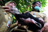 Petugas membawa ayam peliharaan milik warga saat razia unggas di kawasan Kebayoran Lama, Jakarta, Selasa (22/3). Razia dengan target unggas pangan ini bertujuan untuk menekan pemaparan virus flu burung kepada manusia. (Foto Rivan Awal Lingga)