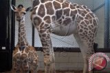 Seekor anak jerapah (Giraffa camelopardalis) berada di samping induknya di Taman Safari Indonesia (TSI) Cisarua, Kabupaten Bogor, Jawa Barat, Jum'at (18/3). TSI Bogor mendapat tambahan jerapah pascakelahiran dua ekor anak jerapah seberat 70 kg di tempat konservasi satwa tersebut. (ANTARA FOTO/Arif Firmansyah).