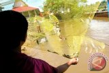 Warga Barut Panen Ikan Seluang Sungai Barito