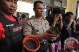 Polisi menunjukkan tersangka berikut barang bukti saat ungkap kasus tanam ganja di Surabaya, Jawa Timur, Kamis (24/3). Polisi menangkap tiga tersangka berinisial M C (26), A F (27) dan E H M (22) saat berpesta ganja dan mengamankan sejumlah barang bukti yang salah satu diantaranya dua poket sabu dan 36 tanaman ganja yang masih berumur sekitar dua minggu. Antara Jatim/Didik Suhartono/zk/16