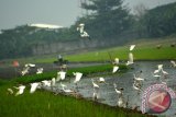 Sekawanan burung kuntul kecil (Egretta garzetta) dan blekok sawah (Ardeola speciosa) mencari makan di lahan sawah yang baru dibajak petani di kawasan Lingkar Timur, Sidoarjo, Jawa Timur, Kamis (24/3). Burung kuntul yang membantu petani untuk membasmi parasit sebelum masa tanam dan memangsa hama tanaman padi tersebut, populasinya terus menurun akibat perburuan untuk dikonsumsi dagingnya. Antara Jatim/Umarul Faruq/zk/16