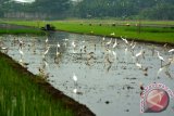 Sekawanan burung kuntul kecil (Egretta garzetta) dan blekok sawah (Ardeola speciosa) mencari makan di lahan sawah yang baru dibajak petani di kawasan Lingkar Timur, Sidoarjo, Jawa Timur, Kamis (24/3). Burung kuntul yang membantu petani untuk membasmi parasit sebelum masa tanam dan memangsa hama tanaman padi tersebut, populasinya terus menurun akibat perburuan untuk dikonsumsi dagingnya. Antara Jatim/Umarul Faruq/zk/16