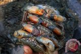Pedagang memperlihatkan kepiting bakau jenis Scylla transquebarica yang dijajakan di kawasan Idi Rayeuk, Aceh Timur, Aceh, Rabu (23/3). Menurut pedagang setempat harga kepiting bakau mengalami penurunan dalam beberapa bulan terakhir dari Rp140.000 per kilogram menjadi Rp70.000 per kilogram. ANTARA FOTO/Syifa Yulinnas/kye/16.