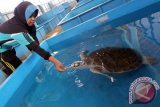 Seorang relawan memberi makan penyu lekang atau yang juga disebut penyu abu-abu (Lepidochelys olivacea) di Kawasan Konservasi penyu Kili-kili di Desa Wonocoyo Kecamatan Panggul, Trenggalek, Jawa Timur, Jum'at (25/3). Menurut laporan Conservation International pada 2004, jumlah penyu betina turun 97 persen dalam dua dekade, dari 115 ribu menjadi kurang dari tiga ribu sejak 1982. Antara Jatim/Irfan Anshori/zk/16