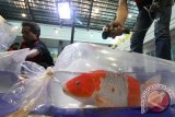 Panitia mendata ulang ikan Koi peserta kontes dengan piranti digital sebelum dilakukan penjurian di Convention Hall Gumul, Kabupaten Kediri, Jawa Timur, Sabtu (26/3). Kontes ikan Koi tersebut diikuti oleh sejumlah kolektor ikan Koi dari berbagai daerah seperti Bandung, Jakarta, Yogyakarta, Semarang, Kediri, Blitar, Banyuwangi, Malang, dan Surabaya. Antara Jatim/Prasetia Fauzani/zk/16