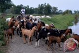 Warga mengembala kambing di Kampung Kambing Oro-oro Sawohan, Buduran, Sidoarjo, Jawa Timur, Minggu (27/3). Warga di kampung tersebut menginvestasikan uangnya dalam bentuk hewan ternak seperti kambing atau sapi, karena investasi hewan ternak dapat dijual sewaktu-waktu apabila ada kebutuhan yang mendesak, serta harga jual hewan ternak stabil. Antara Jatim/Umarul Faruq/zk/16
