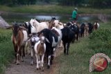 Warga mengembala kambing di Kampung Kambing Oro-oro Sawohan, Buduran, Sidoarjo, Jawa Timur, Minggu (27/3). Warga di kampung tersebut menginvestasikan uangnya dalam bentuk hewan ternak seperti kambing atau sapi, karena investasi hewan ternak dapat dijual sewaktu-waktu apabila ada kebutuhan yang mendesak, serta harga jual hewan ternak stabil. Antara Jatim/Umarul Faruq/zk/16
