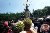 Pengunjung berebut durian saat kenduri durian (Kenduren) di Wonosalam, Jombang, Jawa Timur, Minggu (27/3). Sebanyak 2016 biji durian diperebutkan pegunjung dari berbagai daerah, kenduri durian tersebut merupakan acara tahunan ketika musim panen durian tiba sebagai bentuk rasa syukur petani kepada tuhan serta mempromosikan sektor pariwisata di wilayah itu. Antara Jatim/Syaiful Arif/zk/16