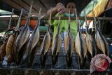 Pedagang menata ikan Tuna asap di kawasan wisata pantai Prigi, Trenggalek, Jawa Timur, Minggu (27/3). Ikan Tuna asap ukuran kecil seharga Rp20.000 per ekor tersebut banyak diburu wisatawan sebagai oleh-oleh karena rasanya enak, tidak berbau amis, dan tahan hingga lima hari pada suhu ruangan. Antara Jatim/Prasetia Fauzani/zk/16