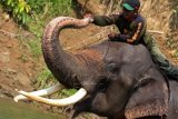 Pawang gajah (mahout) memandikan gajah jinak sebelum melakukan patroli gajah liar di kawasan Conservation Response Unit (CRU) Serba Jadi, Aceh Timur, Aceh, Minggu (27/3). Sebanyak empat ekor gajah jinak Sumatera tersebut diturunkan untuk melakukan patroli sekaligus untuk mengurangi konflik gajah dengan manusia yang terus meningkat di kawasan tersebut. (Foto Syifa Yulinnas/foc).