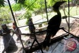 Pengunjung menyaksikan satu dari tiga ekor burung rangkong (hornbbill-bucerotidae) yang telah masuk dalam daftar satwa dilindungi berada di salah satu lokasi wisata dan tempat bermain di Kabupaten, Aceh Besar, Aceh, Selasa (29/3). Keanekaragaman burung rangkong Indonesia sangat tinggi dibandingkan negara lain yang 14 dari 57 species burung rangkong di dunia dan tiga jenis diantaranya merupakan endemik Indonesia yang tidak terdapat di negara lain. ANTARA FOTO/Irwansyah Putra/foc/16.