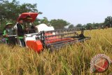 Pangdam I/Bukit Barisan Mayjen TNI Lodewyk Pusung (tengah) bersama petani menggiling padi dengan menggunakan alat mesin saat panen raya di kawasan persawahan Sei Bingei Kabupaten Langkat, Sumatera Utara, Kamis (31/3). Jajaran Kodam I/BB membantu masyarakat setempat dalam mencapai swasembada pangan dengan menyuplai bibit benih kartika I/82 serta menambahkan pendamping atau penyuluh bagi kelompok tani untuk dapat meningkatkan produksi padi nasional. ANTARA SUMUT/Septianda Perdana/16