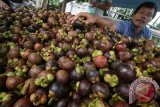 Pedagang menata buah Manggis yang baru saja dipanen di Kelurahan Bandar Kidul, Kota Kediri, Jawa Timur, Kamis (31/3). Harga buah Manggis di tingkat petani selama sepekan terakhir turun dari sebelumnya Rp9.000 per kg menjadi Rp7.000 per kg karena stok berlimpah di pasaran pasca panen bersamaan sejumlah daerah. Antara Jatim/Prasetia Fauzani/zk/16