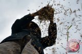 Petani memisahkan gabah dengan kotoran ketika panen di persawahan kawasan Arteri Porong, Sidoarjo, Jawa Timur, Sabtu (2/4). Harga gabah basah saat ini turun dari Rp4.000 per kilogram menjadi Rp3.000 per kilogram akibat musim hujan yang berbarengan dengan musim panen padi membuat kualitas gabah dengan butir padi tak berisi atau gabuk karena roboh diterjang angin. Antara Jatim/Umarul Faruq/zk/16