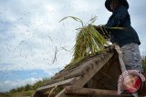 Petani memisahkan gabah dengan kotoran ketika panen di persawahan kawasan Arteri Porong, Sidoarjo, Jawa Timur, Sabtu (2/4). Harga gabah basah saat ini turun dari Rp4.000 per kilogram menjadi Rp3.000 per kilogram akibat musim hujan yang berbarengan dengan musim panen padi membuat kualitas gabah dengan butir padi tak berisi atau gabuk karena roboh diterjang angin. Antara Jatim/Umarul Faruq/zk/16