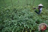 Petani memanen kangkung di area persawahan Desa Baye, Kabupaten Kediri, Jawa Timur, Minggu (3/4). Harga kangkung segar di tingkat petani selama sepekan terakhir mengalami kenaikan dari sebelumnya Rp1.000 per ikat menjadi Rp1.200 per ikat karena langkanya stok di pasaran akibat banjir di sejumlah area persawahan. Antara Jatim/Prasetia Fauzani/zk/16