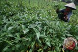 Petani memanen kangkung di area persawahan Desa Baye, Kabupaten Kediri, Jawa Timur, Minggu (3/4). Harga kangkung segar di tingkat petani selama sepekan terakhir mengalami kenaikan dari sebelumnya Rp1.000 per ikat menjadi Rp1.200 per ikat karena langkanya stok di pasaran akibat banjir di sejumlah area persawahan. Antara Jatim/Prasetia Fauzani/zk/16