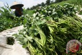 Petani memanen kangkung di area persawahan Desa Baye, Kabupaten Kediri, Jawa Timur, Minggu (3/4). Harga kangkung segar di tingkat petani selama sepekan terakhir mengalami kenaikan dari sebelumnya Rp1.000 per ikat menjadi Rp1.200 per ikat karena langkanya stok di pasaran akibat banjir di sejumlah area persawahan. Antara Jatim/Prasetia Fauzani/zk/16