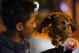 Anggota komunitas Perkumpulan Dares Blitar (PERDATA) bercengkrama dengan burung hantu (Strigiformes) peliharaanya di Blitar, Jawa Timur, Sabtu (2/4) malam. Wildlife Conservation Society menyatakan, populasi burung hantu disejumlah hutan di dunia mulai menurun dalam beberapa dekade terakhir akibat penebangan pohon dan kegiatan manusia lainnya. Antara Jatim/Irfan Anshori/zk/16