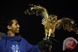 Anggota komunitas Perkumpulan Dares Blitar (PERDATA) bercengkrama dengan burung hantu (Strigiformes) peliharaanya di Blitar, Jawa Timur, Sabtu (2/4) malam. Wildlife Conservation Society menyatakan, populasi burung hantu disejumlah hutan di dunia mulai menurun dalam beberapa dekade terakhir akibat penebangan pohon dan kegiatan manusia lainnya. Antara Jatim/Irfan Anshori/zk/16