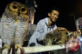 Anggota komunitas Perkumpulan Dares Blitar (PERDATA) bercengkrama dengan burung hantu (Strigiformes) peliharaanya di Blitar, Jawa Timur, Sabtu (2/4) malam. Wildlife Conservation Society menyatakan, populasi burung hantu disejumlah hutan di dunia mulai menurun dalam beberapa dekade terakhir akibat penebangan pohon dan kegiatan manusia lainnya. Antara Jatim/Irfan Anshori/zk/16