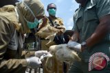 Petugas kesehatan dari Balai Besar Veteriner Wates mengambil sampel darah seekor bebek di kawasan Balongbendo, Sidoarjo, Jawa Timur, Selasa (5/4). Pengambilan sampel darah tersebut untuk memutus mata rantai virus serta mencegah terjadinya penyebaran virus flu burung. Antara Jatim/Umarul Faruq/zk/16

