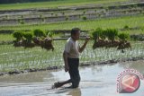 Petani menyiapkan bibit padi sebelum ditanam di Pagotan, Kabupaten Madiun, Jawa Timur, Selasa (5/4). Pemerintah melalui Kementerian Pertanian terus mengupayakan peningkatan produksi padi, antara lain melalui percepatan olah tanah dan tanam padi. Antara Jatim/Foto/Siswowidodo/16