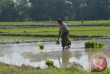 Petani menyiapkan bibit padi sebelum ditanam di Pagotan, Kabupaten Madiun, Jawa Timur, Selasa (5/4). Pemerintah melalui Kementerian Pertanian terus mengupayakan peningkatan produksi padi, antara lain melalui percepatan olah tanah dan tanam padi. Antara Jatim/Foto/Siswowidodo/16