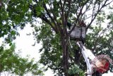 Sejumlah petugas DKP Kota Surabaya memangkas ranting pohon di Jalan Ahmad Yani, Surabaya, Rabu (6/4). Pemangkasan ranting pohon yang rawan tumbang itu rutin dilakukan secara berkala guna mencegah pohon tumbang yang dapat menggangu lalu lintas. Antara Jatim/Abdullah Rifai/16
