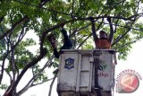 Sejumlah petugas DKP Kota Surabaya memangkas ranting pohon di Jalan Ahmad Yani, Surabaya, Rabu (6/4). Pemangkasan ranting pohon yang rawan tumbang itu rutin dilakukan secara berkala guna mencegah pohon tumbang yang dapat menggangu lalu lintas. Antara Jatim/Abdullah Rifai/16